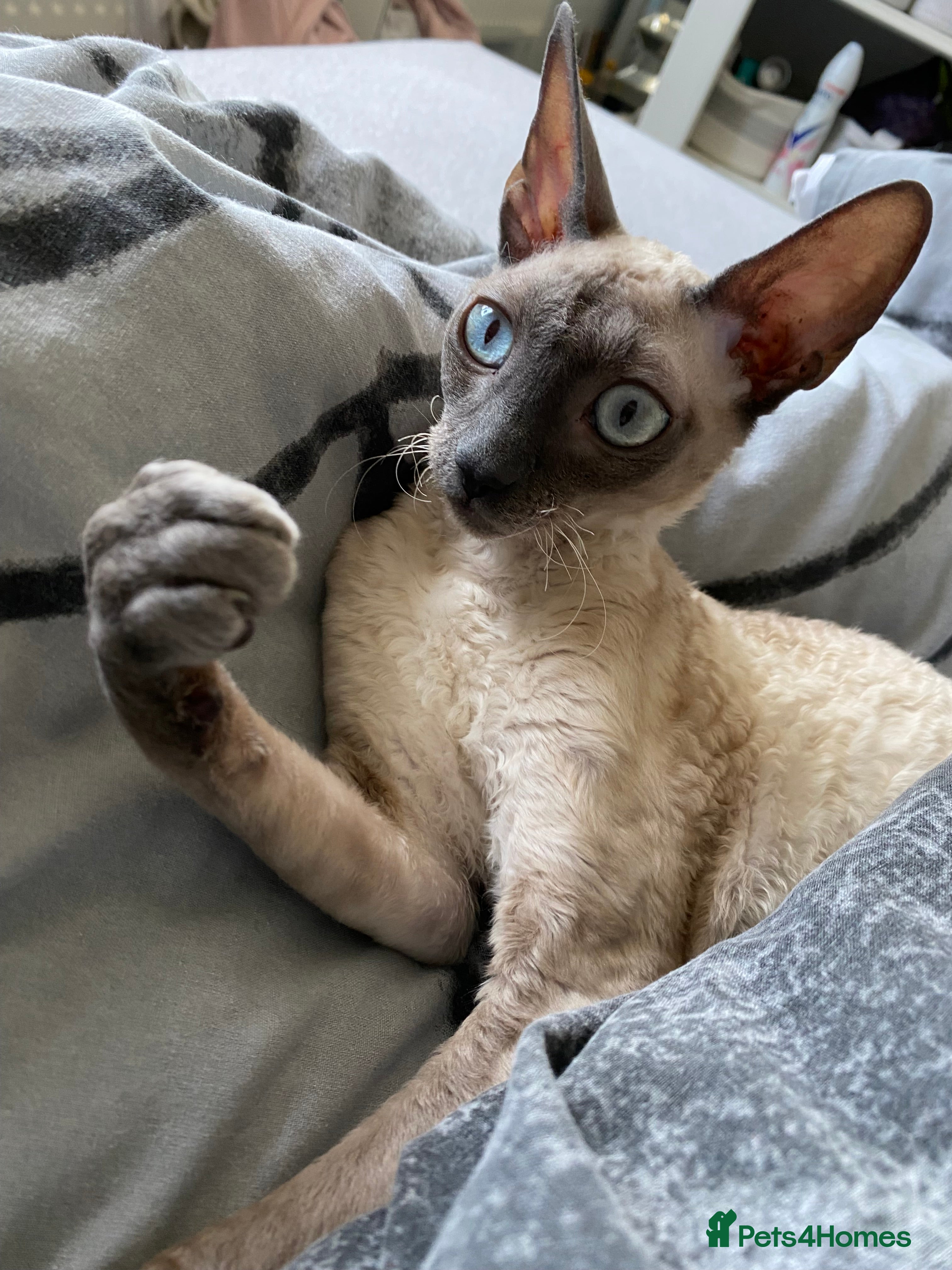 Cornish Rex cats 1 Gorgeous Cornish Rex Boy - Advert 4