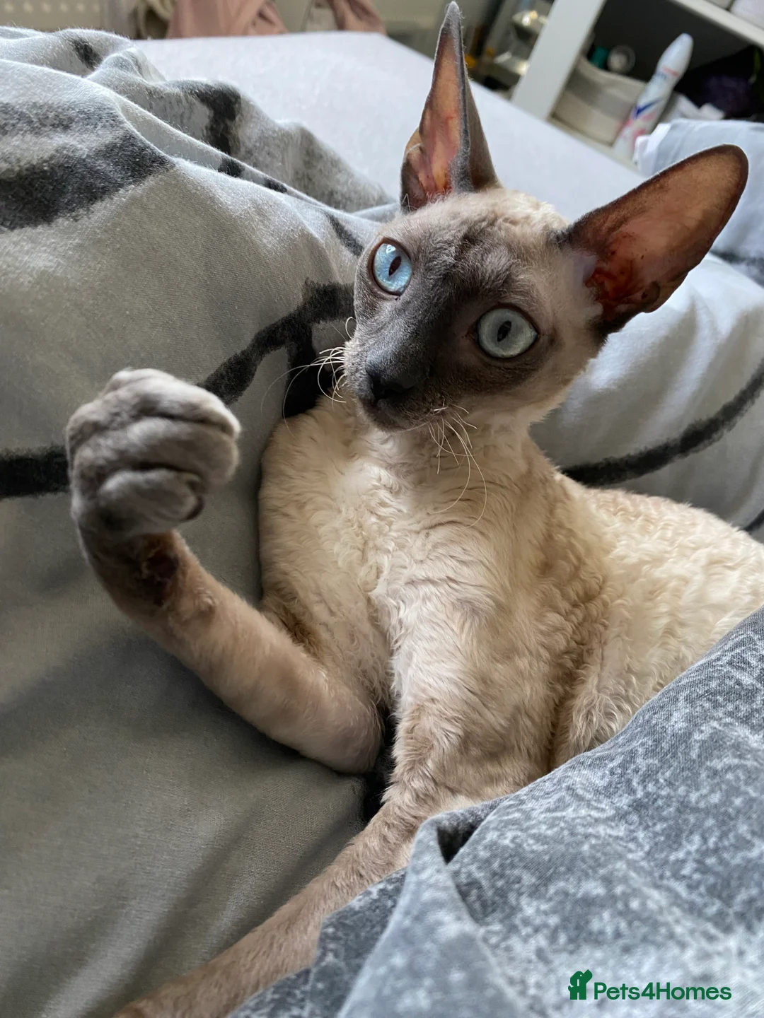 Cornish Rex cats for sale: 1 Gorgeous Cornish Rex Boy - Advert 1