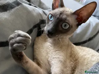 Cornish Rex cats 1 Gorgeous Cornish Rex Boy - Advert 4