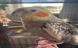 Cockatiels birds for sale: 16 month male Cockatiel + cage, stand and food - Image 6