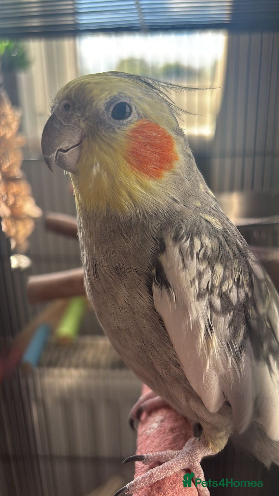 Cockatiels birds for sale: 16 month male Cockatiel + cage, stand and food - Image 6