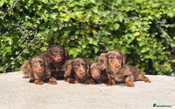 Miniature Dachshund dogs for sale: Long Haired Miniature Dachshunds - READY NOW! - Image 1