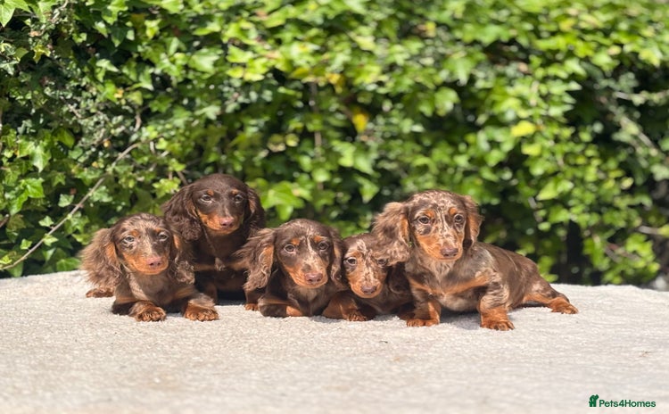 Miniature Dachshund dogs - Advert 4