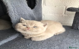 British Shorthair cats for sale: GCCF British shorthair kittens for Sale - Image 2