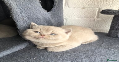 British Shorthair cats - Advert 9