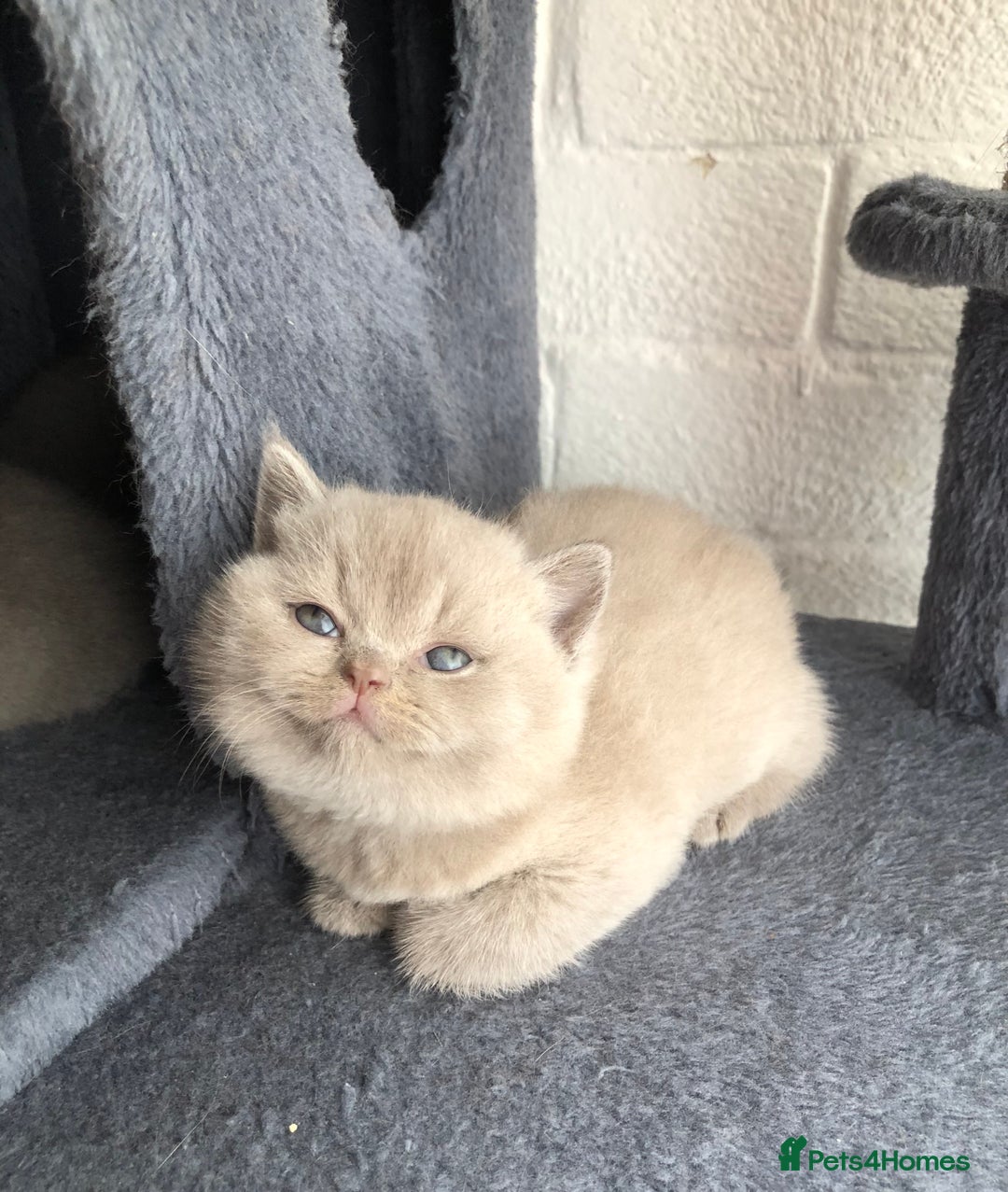 British Shorthair cats for sale: GCCF British shorthair kittens for Sale - Image 2