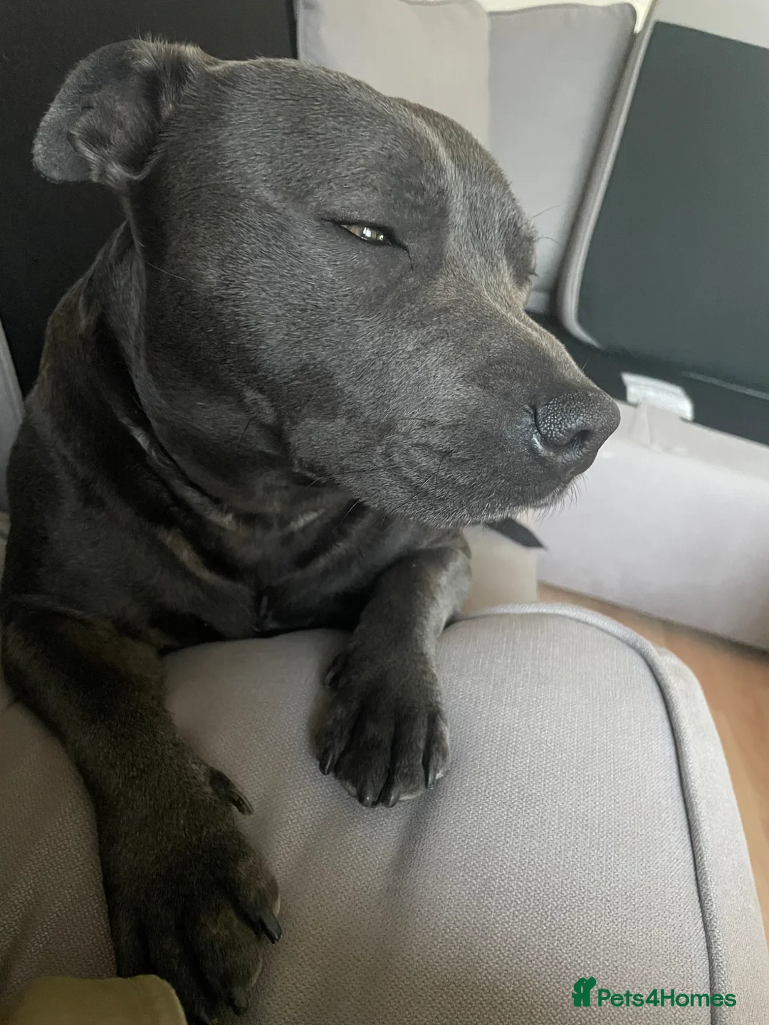 Staffordshire Bull Terrier dogs for sale: KC Staffordshire bull terrier  - Advert 5