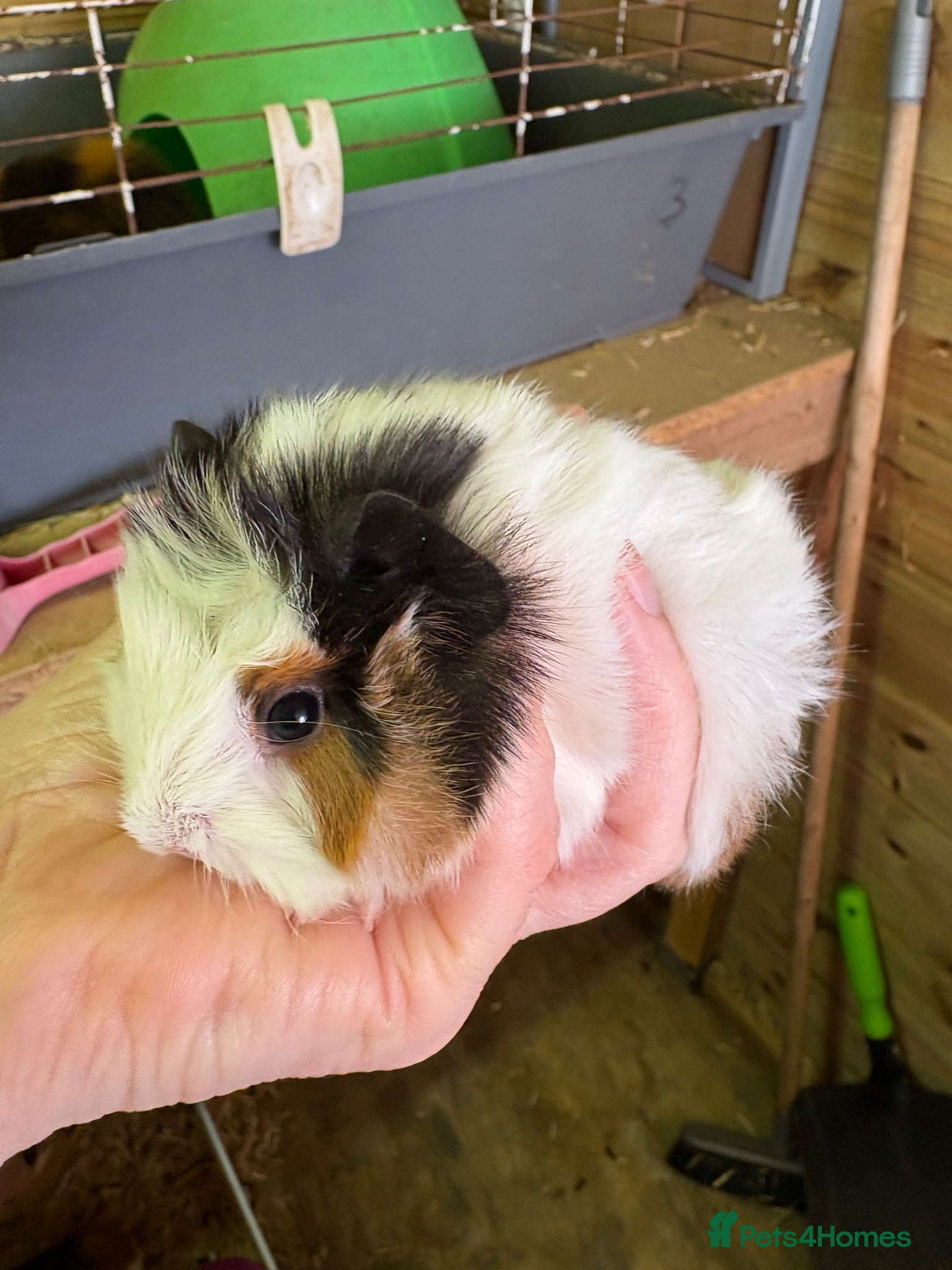 Guinea Pig rodents Girl and boy babies  - Advert 6