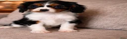Cavalier King Charles Spaniel dogs for sale: Cavalier King Charles spaniel puppies - Advert 3