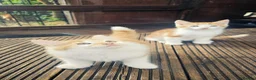 Mixed Breed cats for sale: 2 Ginger Male kittens ready for new home now! in West Drayton - Advert 4