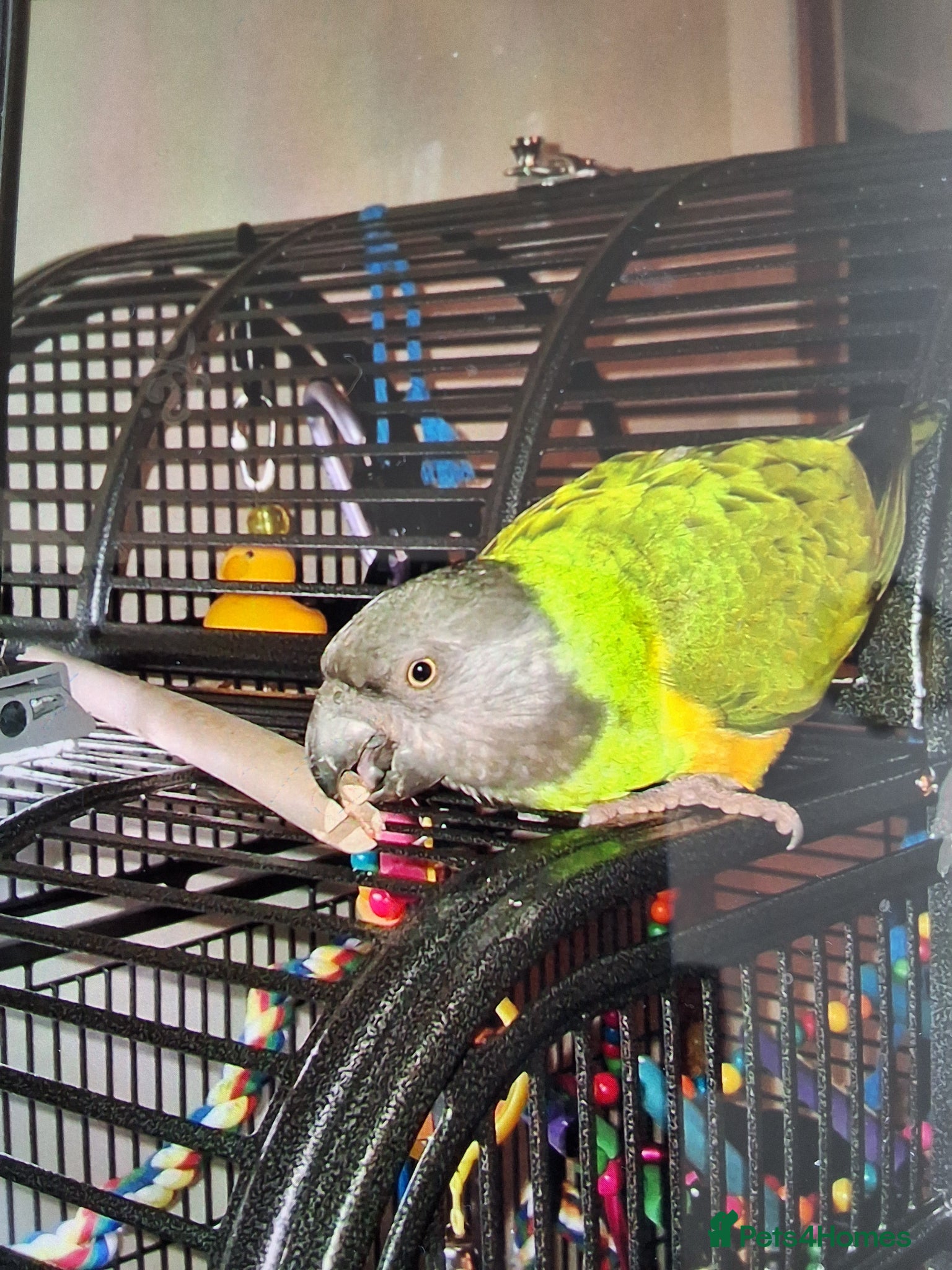 Parrots birds Female lass who wants a man to love her - Advert 1