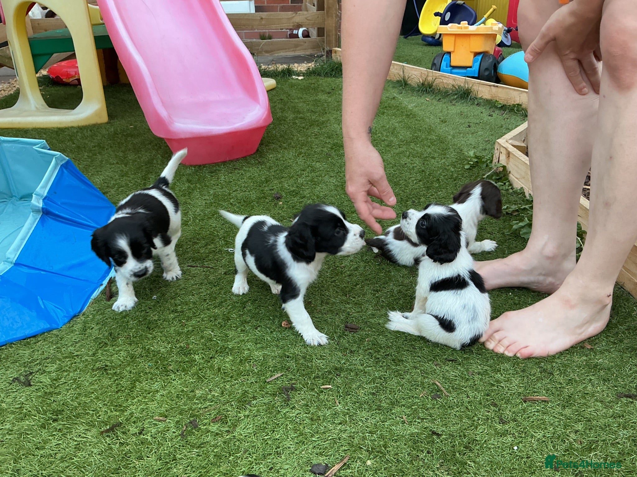 English Springer Spaniel dogs Beautiful springer spaniel puppies - Advert 1