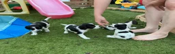 English Springer Spaniel dogs for sale: Beautiful springer spaniel puppies - Advert 1