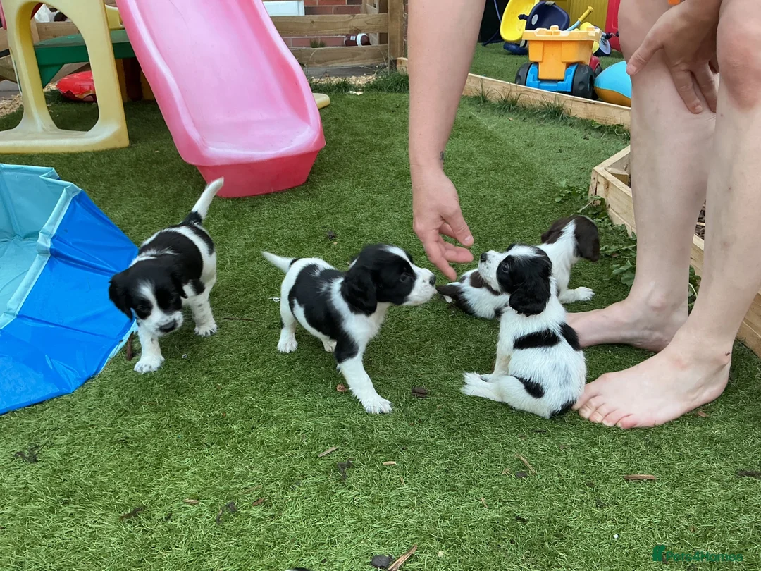 English Springer Spaniel dogs for sale: Beautiful springer spaniel puppies - Advert 1
