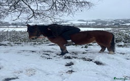Welsh Section C horses for sale: Section c gelding riding pony  - Image 5
