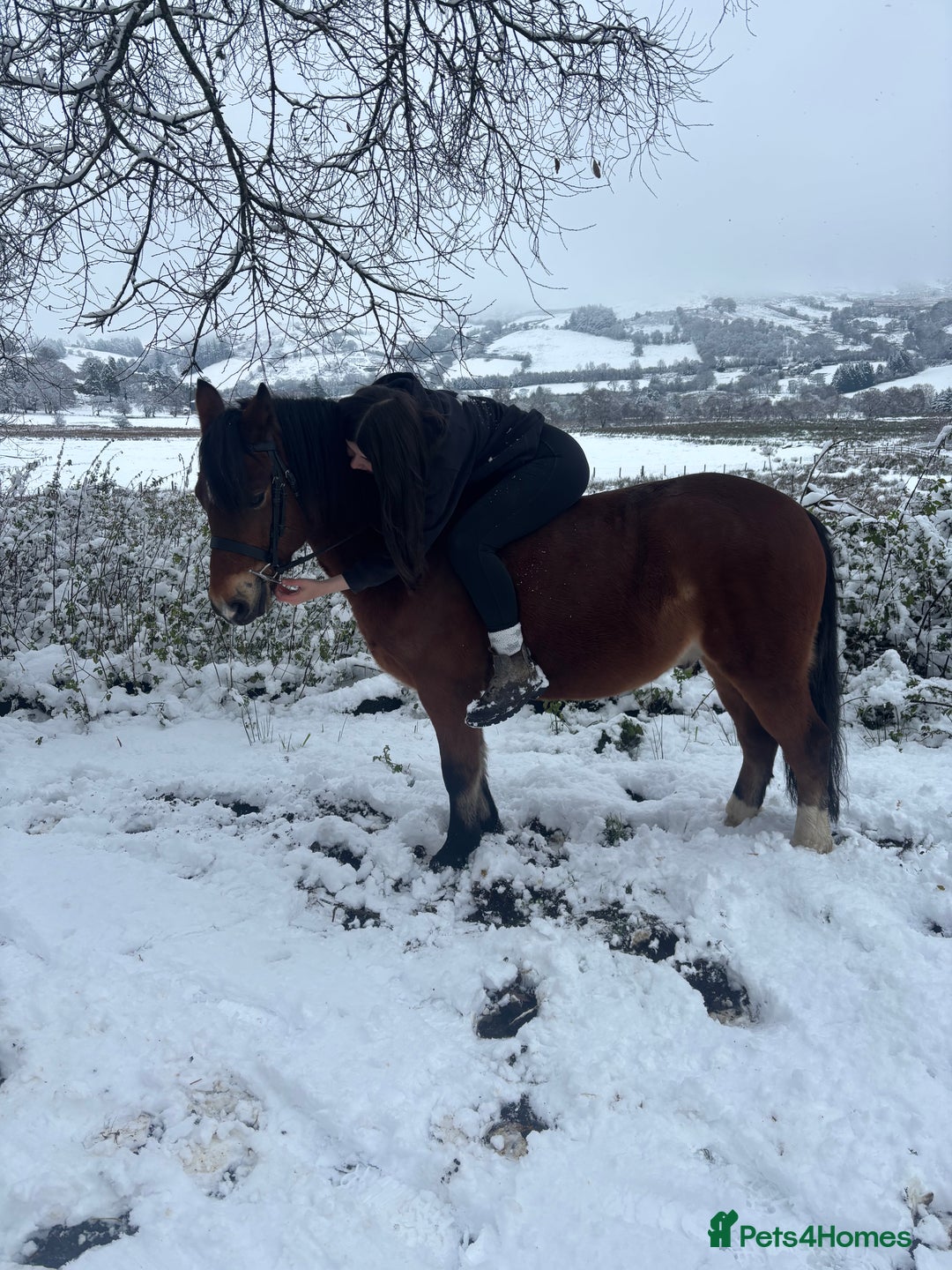 Welsh Section C horses for sale: Section c gelding riding pony  - Image 5