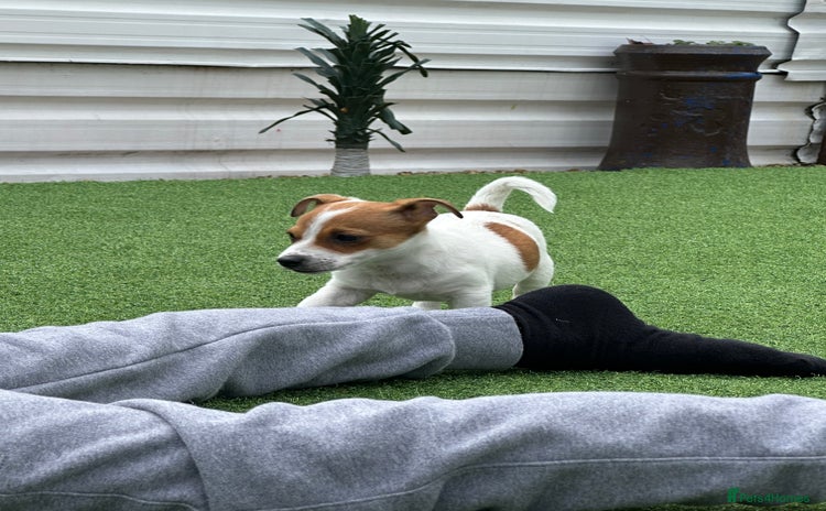 Jack Russell dogs - Advert 6