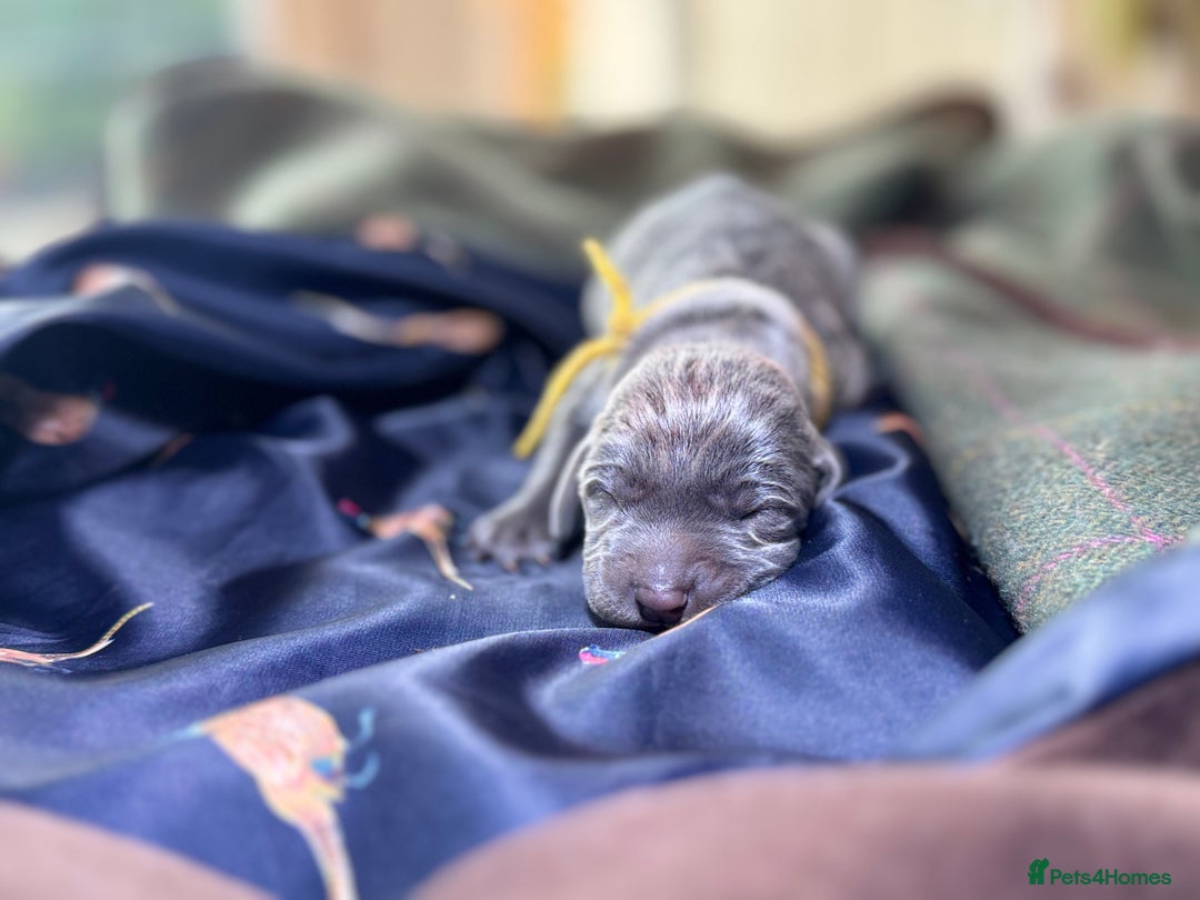 Weimaraner dogs for sale: 🐾Adorable KC Registered Weimaraner Puppies🐾 - Image 21