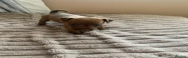 Patterdale Terrier Puppy 2