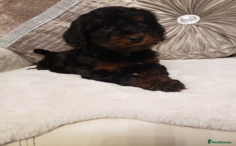 Cockapoo dogs - Advert 10