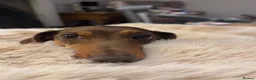 Miniature Dachshund dogs for sale: Miniature dachshund  - Advert 3