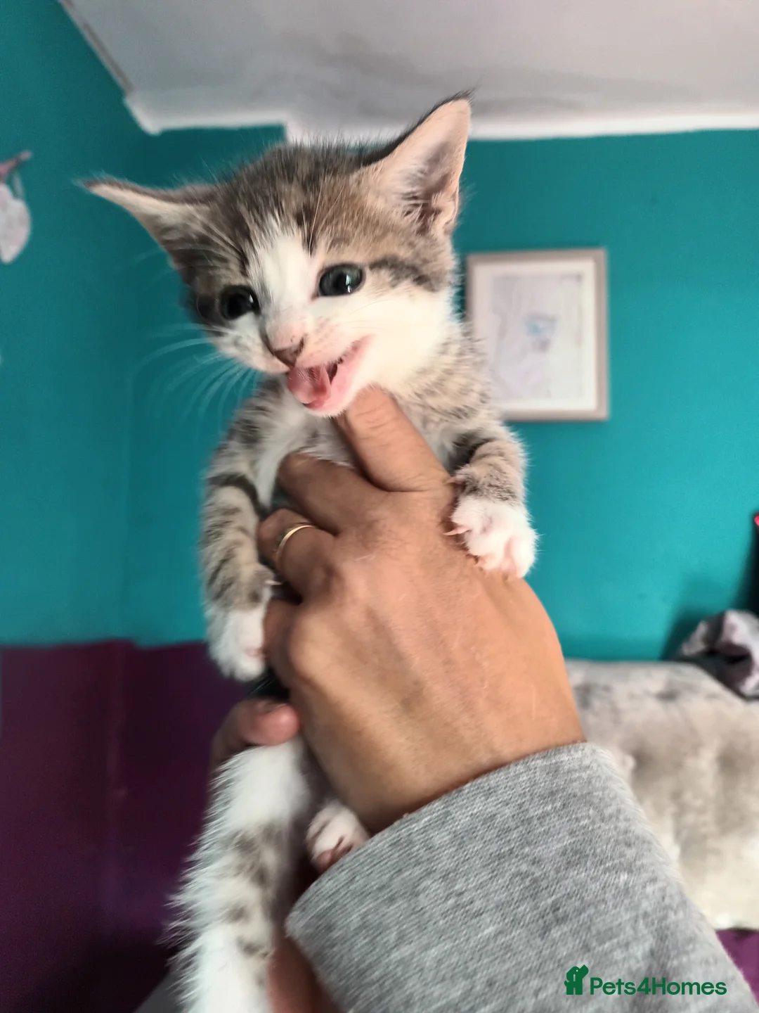 Bengal cats for sale: Russian Blue/Bengal cross kittens - Advert 5