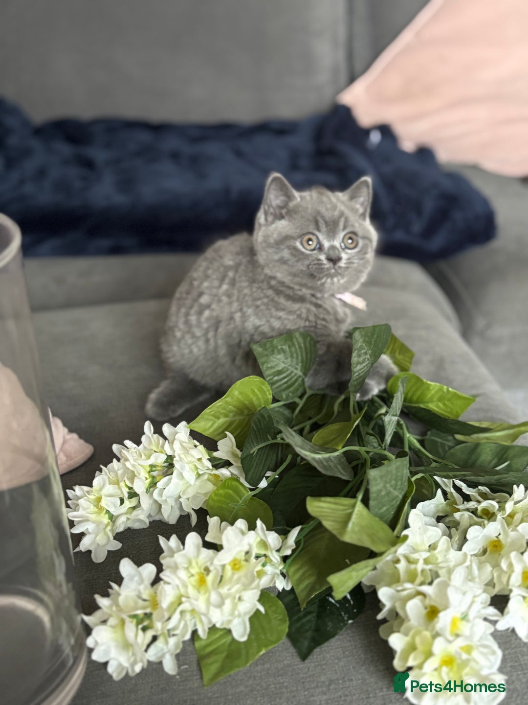 British Shorthair cats for sale: ✨Beautiful British Shorthair Kittens ✨ - Image 10