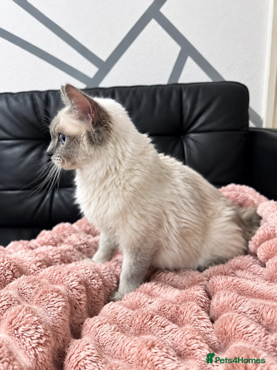 Ragdoll cats for sale: Ragdoll - Advert 6