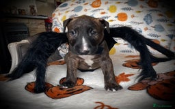 Bull Terrier dogs for sale: Beautiful Brindle English Bull Terrier puppys - Image 1