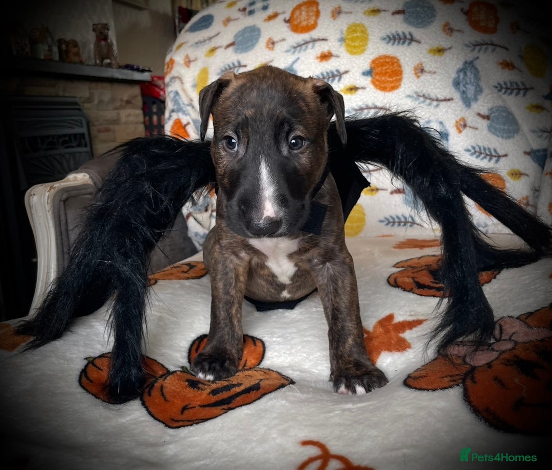 Bull Terrier dogs for sale: Beautiful Brindle English Bull Terrier puppys - Image 1