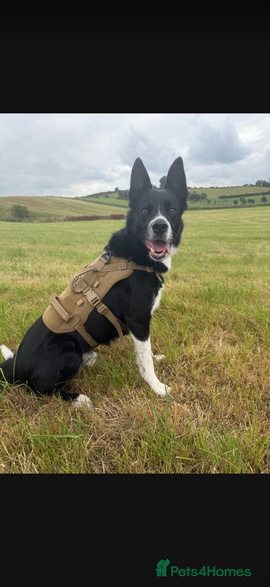 Border Collie dogs Stripe  - Advert 4