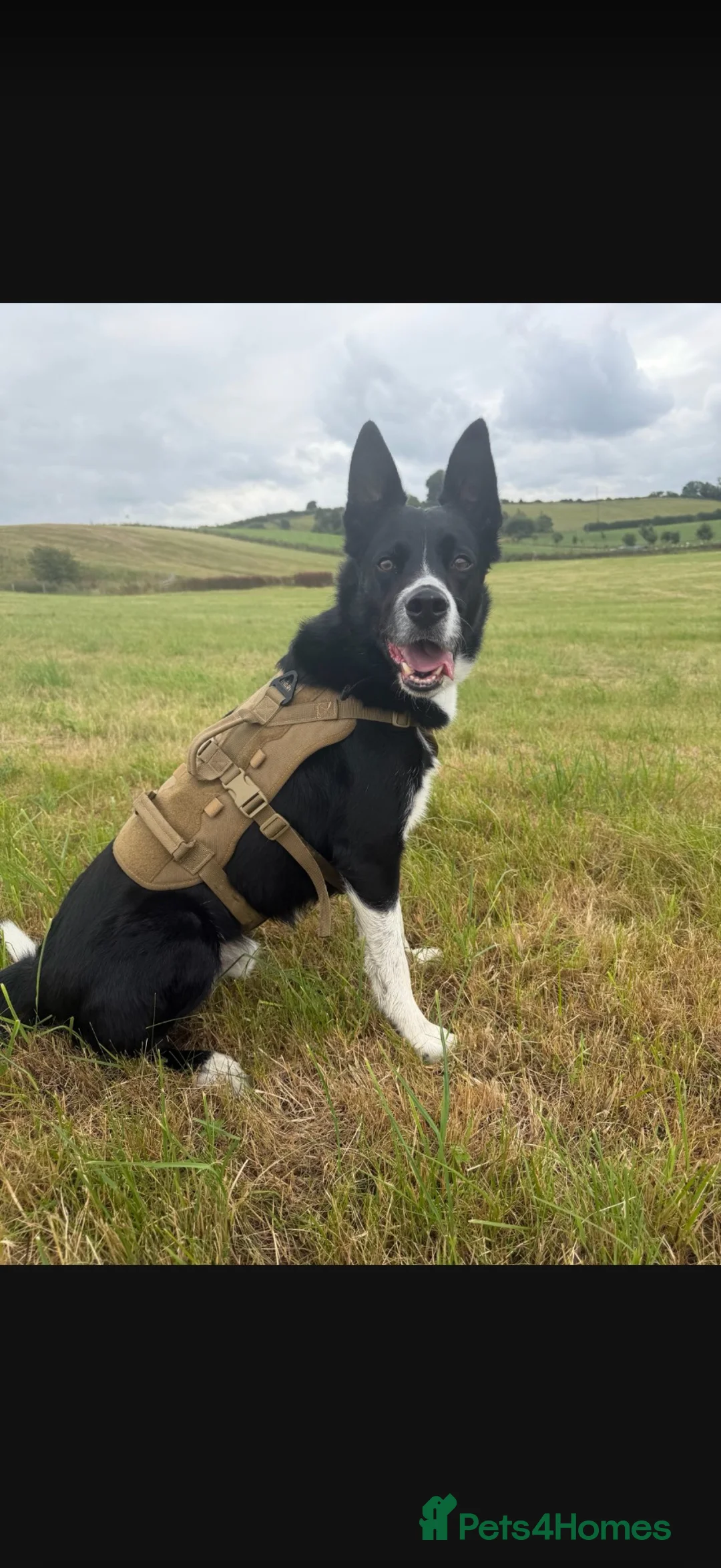 Border Collie dogs for sale: Stripe  in Barnoldswick - Advert 1