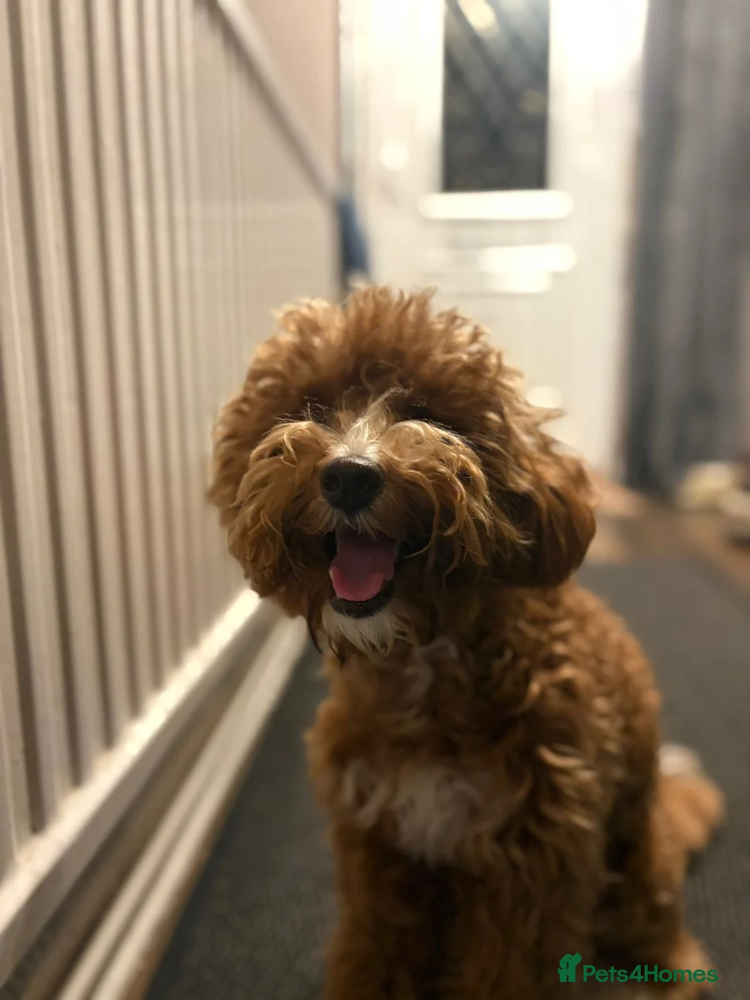 Cockapoo dogs for sale: Toy Poodle x Cockapoo Puppies Family Raised in Hayes - Advert 3