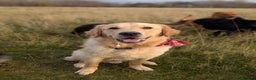 Golden Retriever dogs for sale: 1yr old American Golden Retriever for rehome  - Advert 7