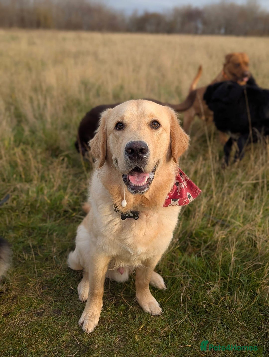 Golden Retriever dogs for sale: 1yr old American Golden Retriever for rehome  - Advert 7
