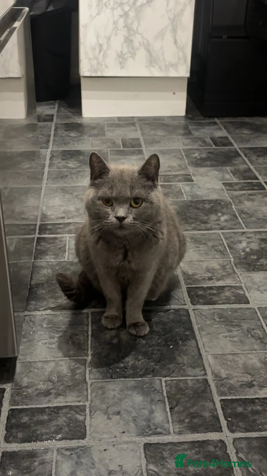 Mixed Breed cats for sale: British shorthair x kittens 3 REMAINING  - Advert 11