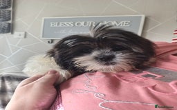Zuchon dogs for sale: Shichon/zuchon puppies for sale  - Image 10