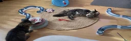 Maine Coon cats for sale: TICA EXCEPTIONAL GIANT & GENTLE MAINE COON KITTENS in Greenford - Advert 13