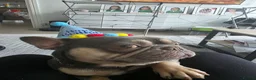 French Bulldog dogs for sale: French bulldog  - Advert 8