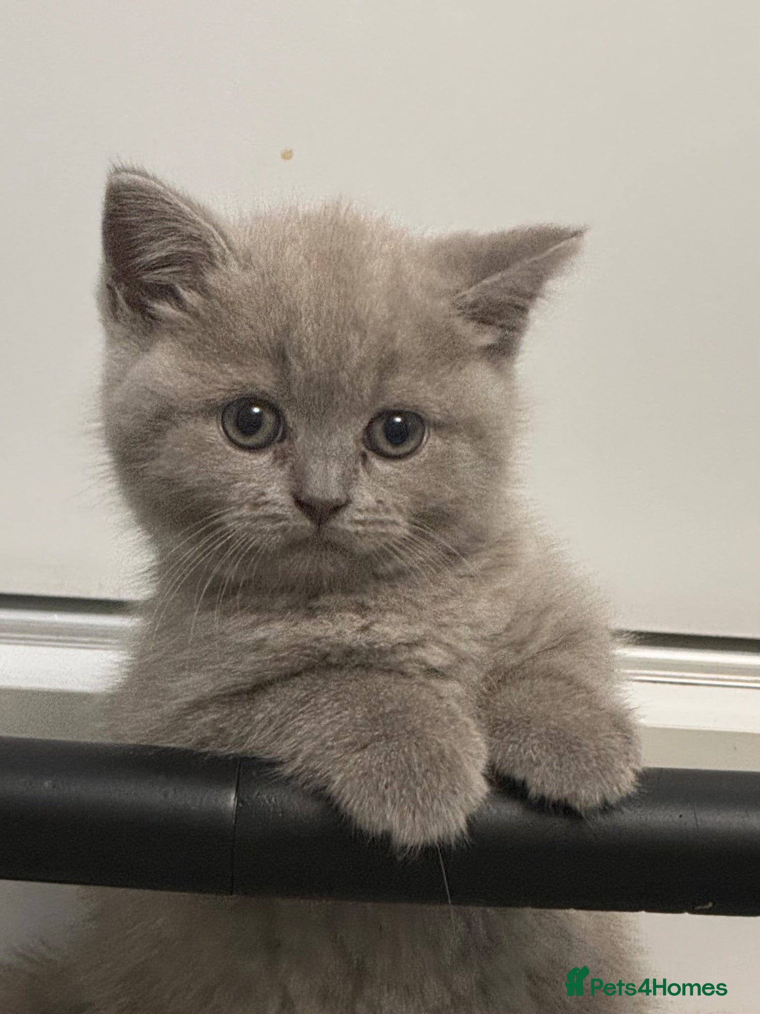 British Shorthair cats Ready to be adopted full lilac bsh kittens - Advert 3