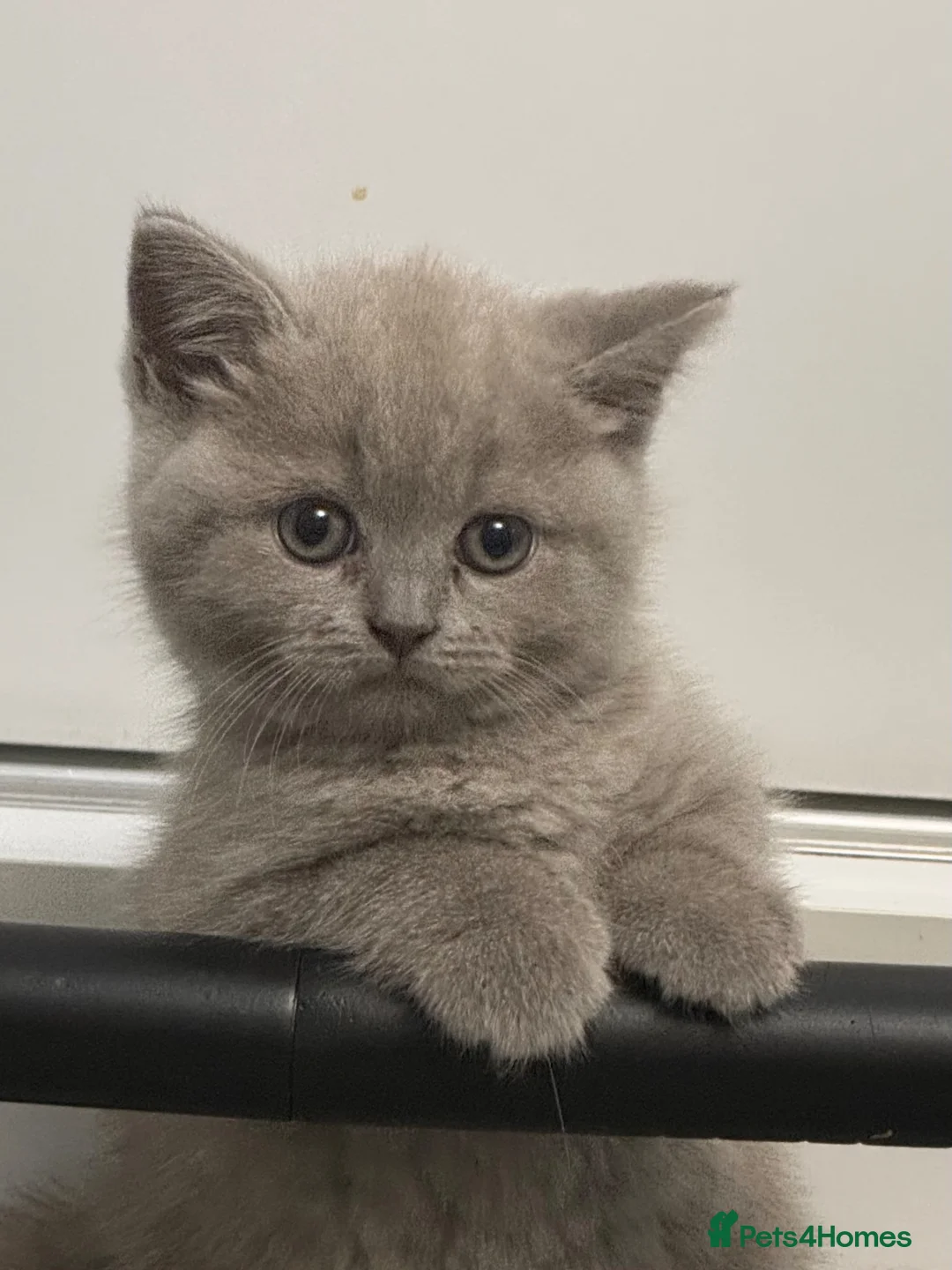 British Shorthair cats for sale: Ready to be adopted full lilac bsh kittens - Advert 1