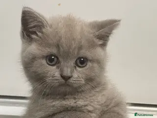 British Shorthair cats Ready to be rehomed cute playful lilac bsh kittens - Advert 1