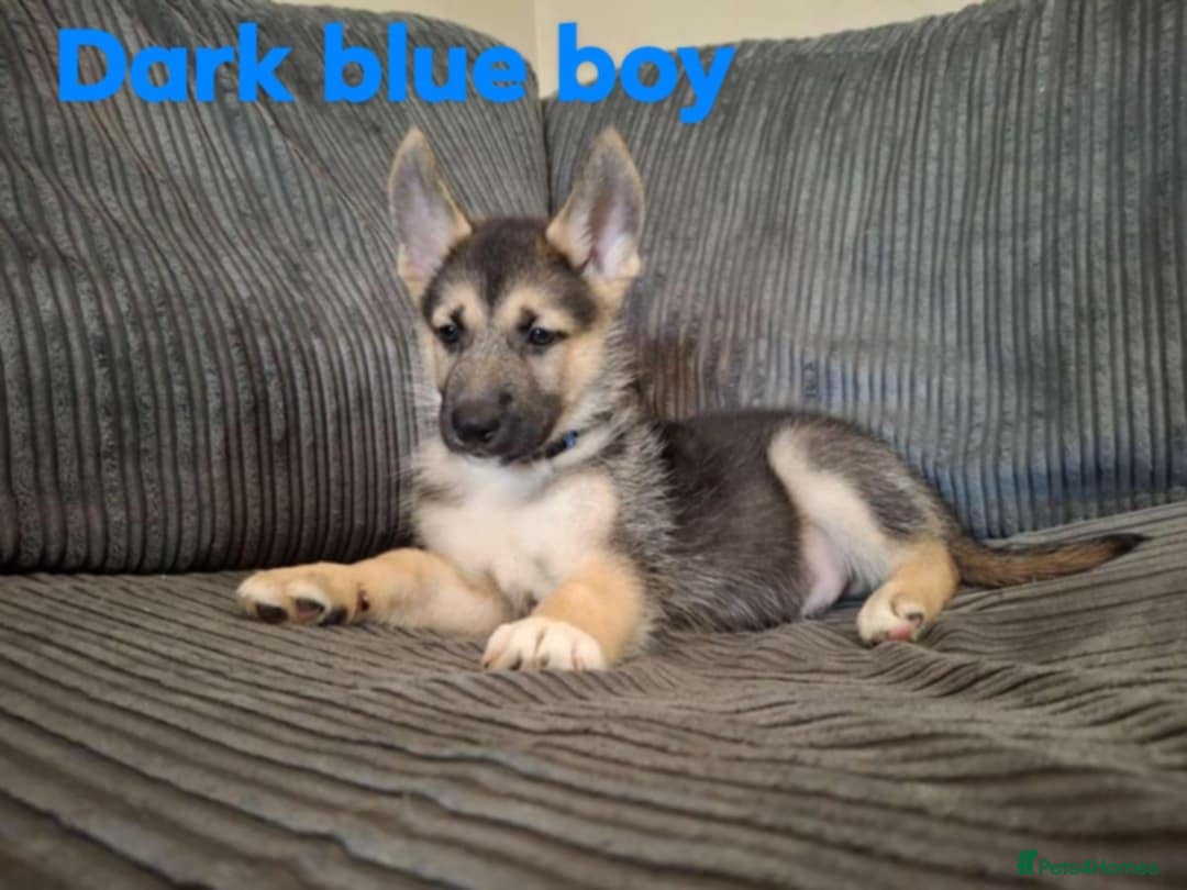 Shepsky dogs for sale: 4 beautiful shepsky puppies  - Image 4