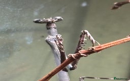 Praying Mantis invertebrates for sale: Praying Mantises for sale - Image 1