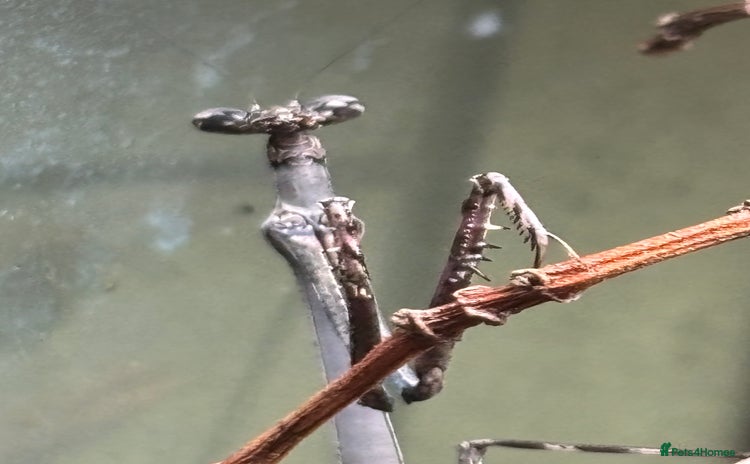 Praying Mantis invertebrates - Advert 1