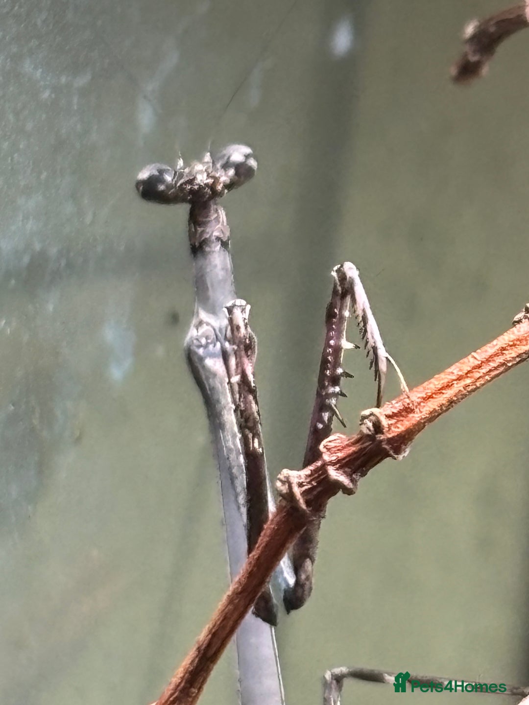 Praying Mantis invertebrates for sale: Praying Mantises for sale - Image 1