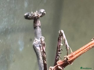 Praying Mantis invertebrates for sale - Advert 1