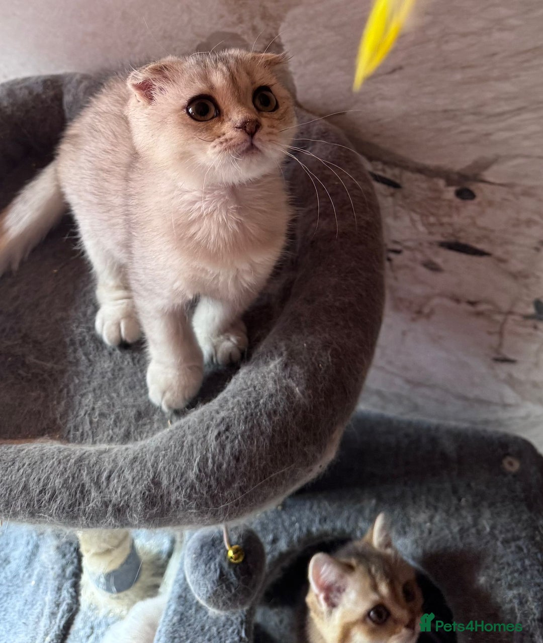 Scottish Fold cats for sale: Scottish fold kittens in hull - Image 6