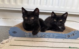 Domestic Shorthair cats for sale: 2 Bonded 3-months-old Black Kittens  - Image 3