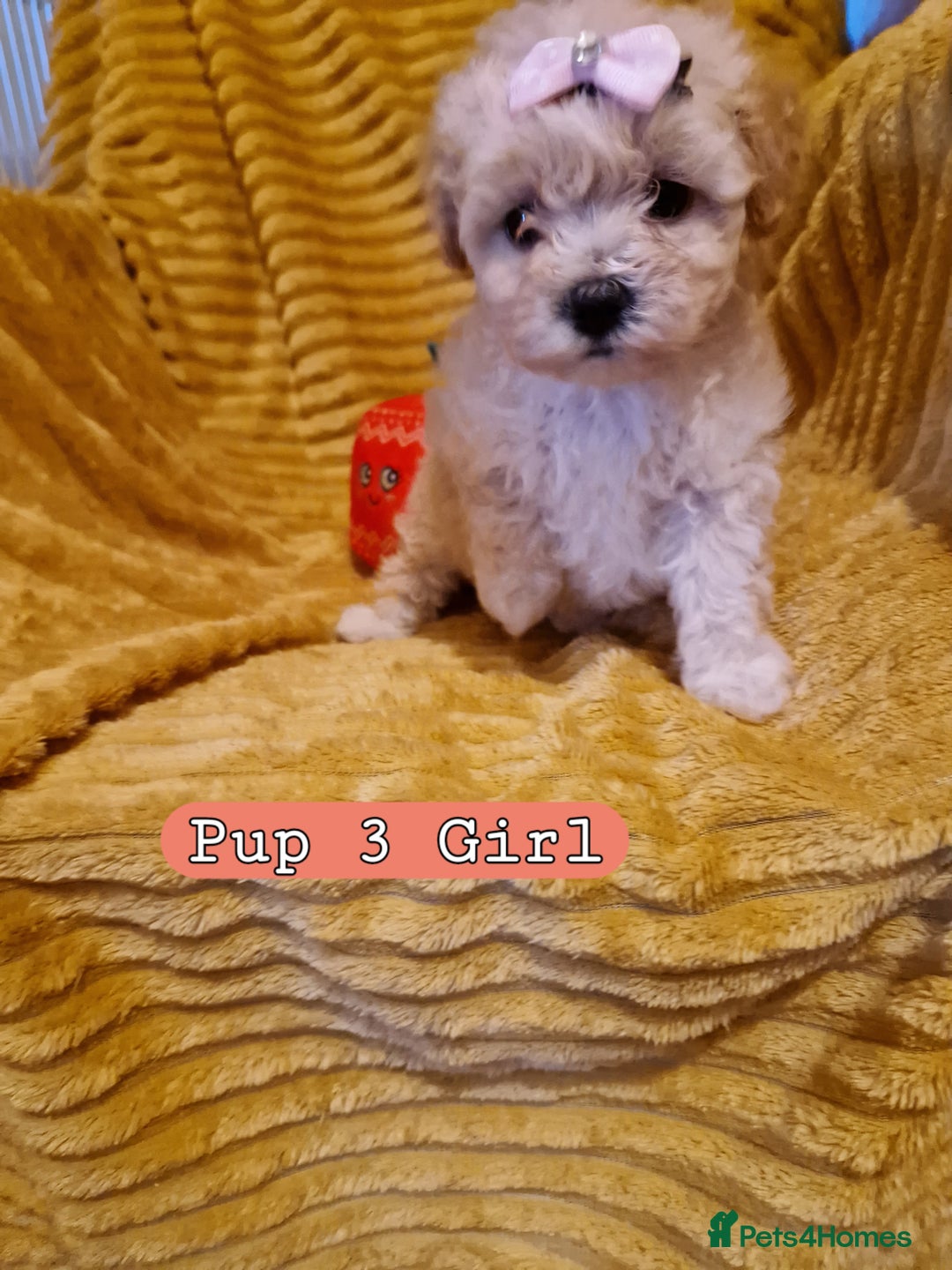 Poochon dogs for sale: 5 Cute and Cuddly Poochons  j  - Advert 6